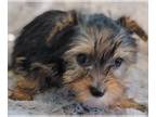Yorkshire Terrier PUPPY FOR SALE ADN-576932 - Adorable yorkies