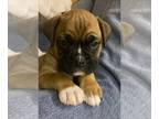 Boxer PUPPY FOR SALE ADN-577344 - Akc boxer puppies born october 17 2022