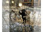 Labrador Retriever PUPPY FOR SALE ADN-577290 - Trouble Came Early SH X Topshelfs