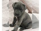 Cane Corso PUPPY FOR SALE ADN-576883 - Cane Corso Puppies for Sale