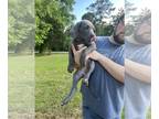 Great Dane PUPPY FOR SALE ADN-577315 - AKC Great Dane Puppies
