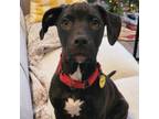 Adopt Ned a American Staffordshire Terrier, Great Dane