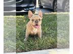 French Bulldog PUPPY FOR SALE ADN-577147 - Blue Sable Fluffy Carrier Male