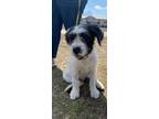 Adopt Griffin a Great Pyrenees, Terrier