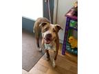 Adopt Suede a Pit Bull Terrier