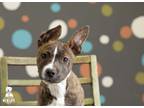 Adopt Daryl a Pit Bull Terrier