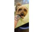Adopt Found stray: Rusty a Yorkshire Terrier