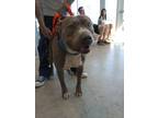 Adopt 52310853 a Pit Bull Terrier, Mixed Breed