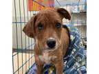 Adopt Lil Dan a American Staffordshire Terrier, Mixed Breed