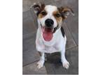 Adopt Lucky a Parson Russell Terrier, Mixed Breed