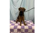 Adopt Copper a Rottweiler, German Shepherd Dog
