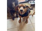 Adopt Adam (Kid, cat, dag friendly AND housebroken!) a Basset Hound, Beagle