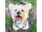 Adopt Linus a Yorkshire Terrier, Mixed Breed