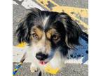 Adopt Valcore a Spaniel, Mixed Breed