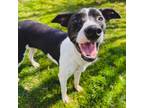 Adopt Buddy 2 a Border Collie, Mixed Breed