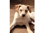 Adopt B-Litter...Bingham a Labrador Retriever, Terrier