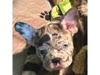 French Bulldog Puppy for sale in Avoca, MI, USA