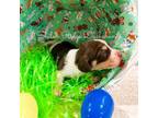 Dachshund Puppy for sale in Adamsville, TN, USA