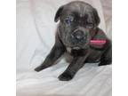 Cane Corso Puppy for sale in Cobleskill, NY, USA