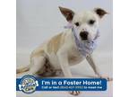 Adopt Massachusetts a White - with Tan, Yellow or Fawn Labrador Retriever / Pit