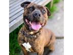 Adopt Spencer (ID# A0052275252) a Pit Bull Terrier / Mixed dog in Oakland
