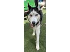 Adopt Kylo Ren a White Husky / Mixed dog in Chesapeake, VA (37678496)