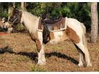 Project Pinto Pony Mare