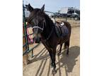 Young Paso Fino gelding for sale