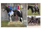 Registered Gaited Racking Horse - Available on [url removed]