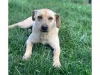 Adopt Waggly a Labrador Retriever / Terrier (Unknown Type