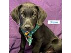 Adopt Annie’s pups coming soon a Black Patterdale Terrier (Fell Terrier) /