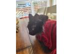 Adopt suheyla sonkaya a Black (Mostly) Ragdoll / Mixed cat in Dallas