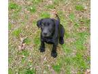 Adopt Latoya a Black Labrador Retriever / Doberman Pinscher / Mixed dog in