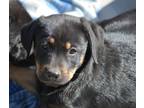 Adopt Janet a Black - with Tan, Yellow or Fawn Labrador Retriever / Doberman
