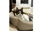 Adopt Nala a White (Mostly) American Shorthair / Mixed (short coat) cat in