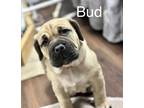 Adopt Bud a Cane Corso / Mixed dog in Oswego, IL (37677868)