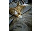 Adopt Oliver a Orange or Red Tabby American Shorthair / Mixed (short coat) cat
