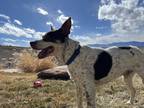 Adopt Bailey a White Cattle Dog / Pointer dog in Boulder, CO (37673604)