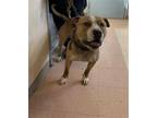 Adopt RUDY a Tan/Yellow/Fawn - with White American Pit Bull Terrier / Mixed dog