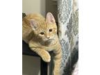 Adopt Sirius Black a Orange or Red Tabby Domestic Shorthair (short coat) cat in