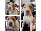 Adopt Brandy a White - with Brown or Chocolate Pit Bull Terrier / Mixed dog in