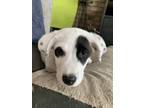 Adopt Abe a White - with Black Pit Bull Terrier / Great Pyrenees dog in Colorado
