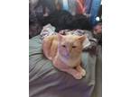 Adopt Milo a Orange or Red Domestic Shorthair / Mixed (short coat) cat in