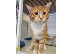 Adopt Ed Sheeran a Domestic Shorthair cat in Cortland, NY (37677296)