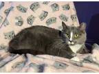 Adopt Hufflepuff a Gray or Blue Chartreux (short coat) cat in Poplar Grove