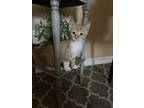 Adopt Biscuit a Orange or Red Tabby Domestic Shorthair (short coat) cat in New