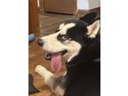 Adopt Ares a Black - with White Husky / Mixed dog in Portsmouth, VA (37676866)