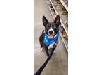 Adopt Azul a Black Bull Terrier / Siberian Husky / Mixed dog in Niagara Falls