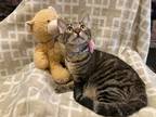 Adopt Nola a Brown Tabby Domestic Shorthair (short coat) cat in Metairie