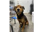 Adopt Jaya a Airedale Terrier / Mixed dog in Athens, TX (37676671)